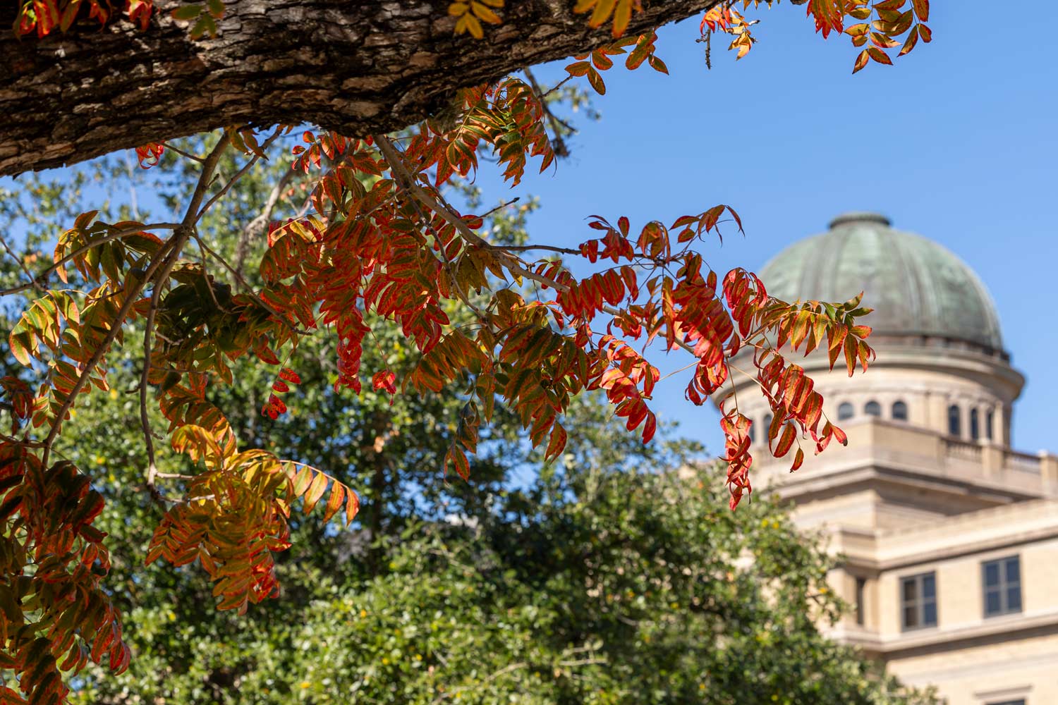 Fall Leaves in front of the Academic Building on Texas A&amp;M University campus