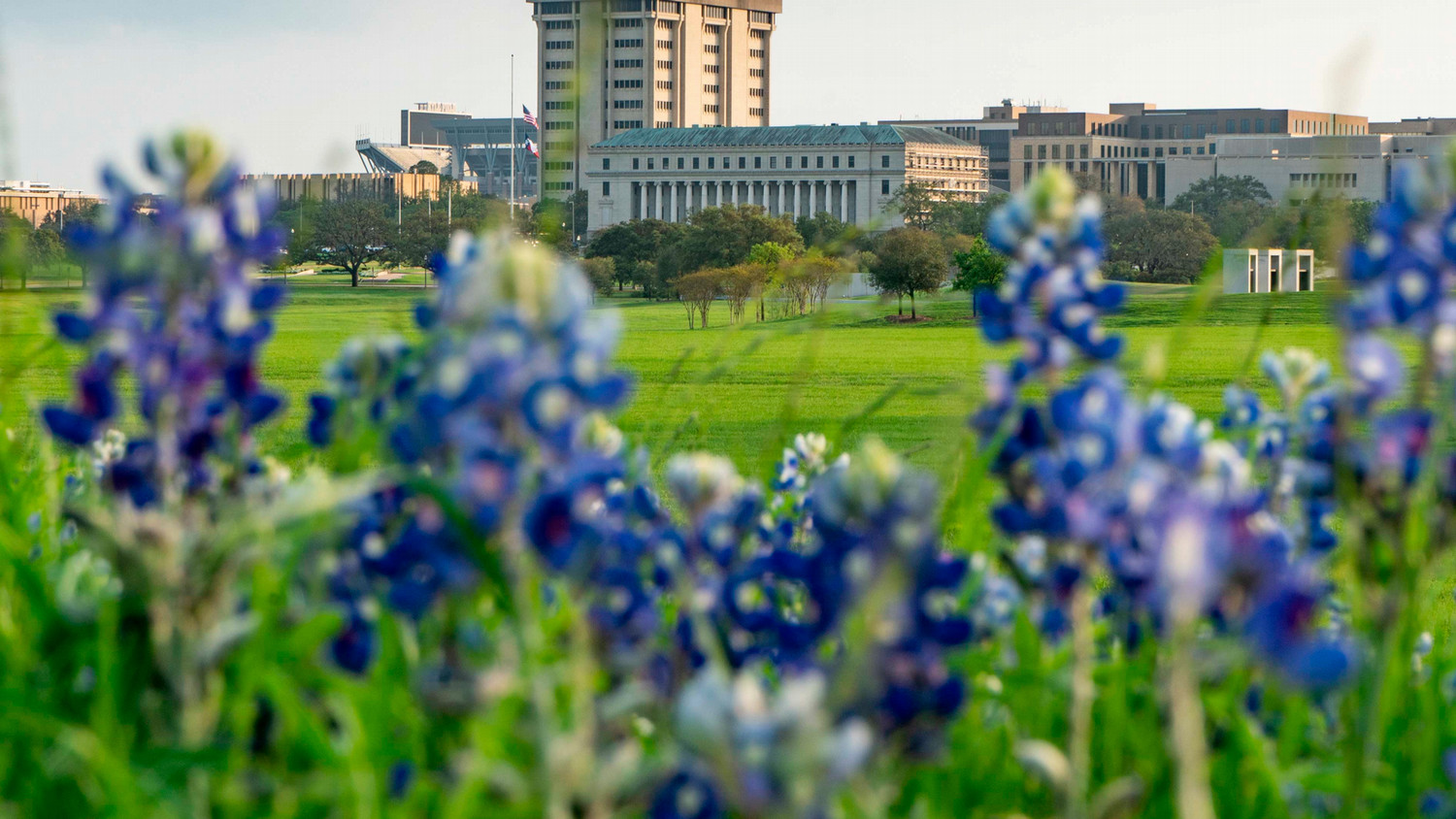 Bluebonnets in front of Texas A&amp;M Campus
