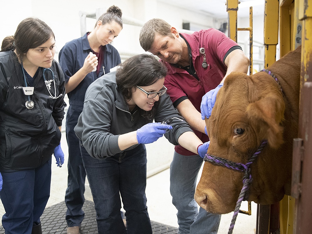 A group of professionals examine a cow with medical equipment